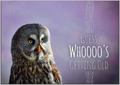 Birthday Owl - greeting-cards Maker