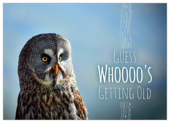 Birthday Owl - invitation-cards Maker