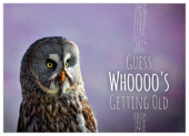 Birthday Owl - invitation-cards Maker