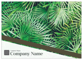 Palm Leaves - postcards Maker